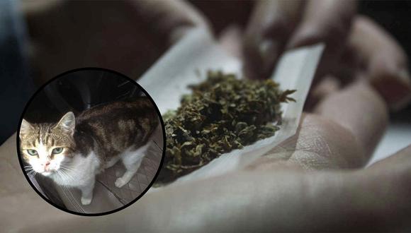 Policía 'detiene' a gato que transportaba droga (FOTOS)