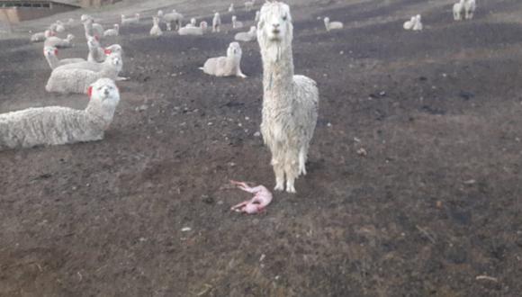 ​Productores de alpaca exigen declaratoria de emergencia por sequía