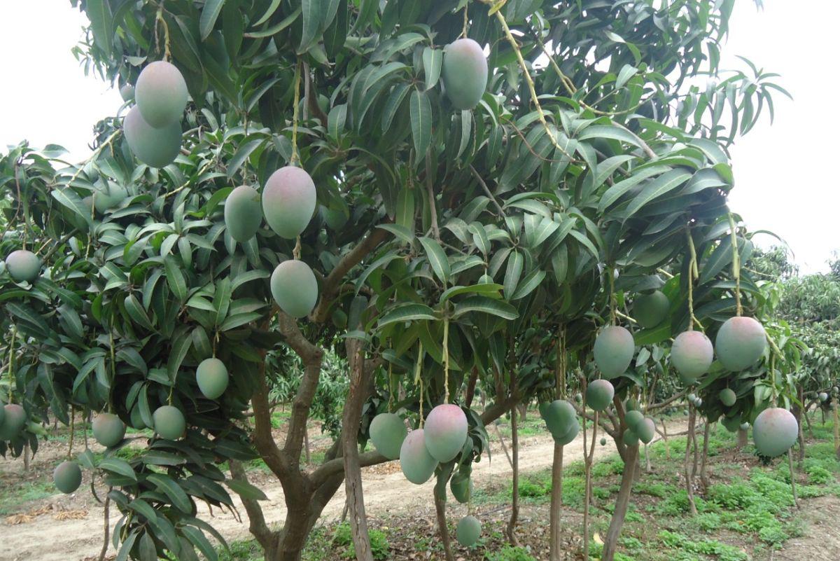 Senamhi pidió a las autoridades tomar medidas para evitar la proliferación de la mosca de la fruta. (Twitter)