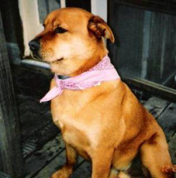 Inglaterra: Condenan a abuela zoofílica