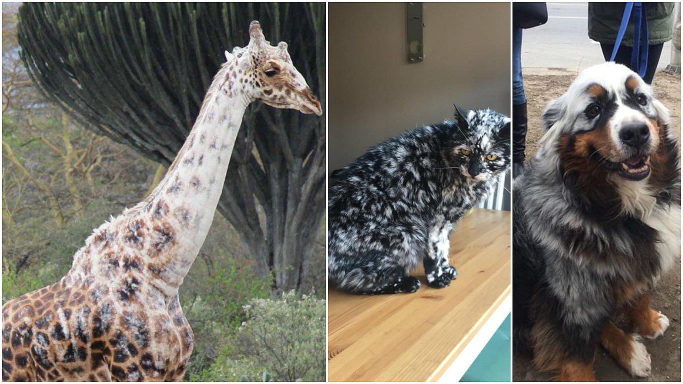 Animales a los que el tiempo les sacó el color (FOTOS)