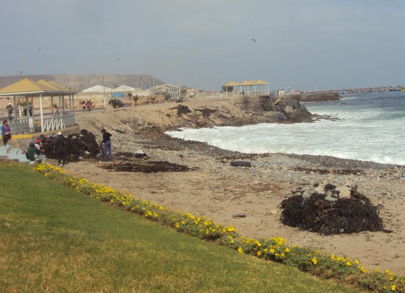 La recolección de algas, una actividad rentable