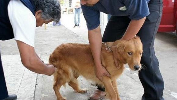 Arequipa: Reportan 15 casos positivos de rabia canina 
