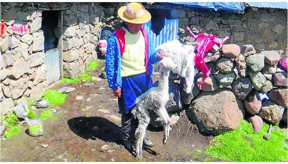 Huancavelica: Productores piden que las medicinas que dan a alpacas sean efectivas