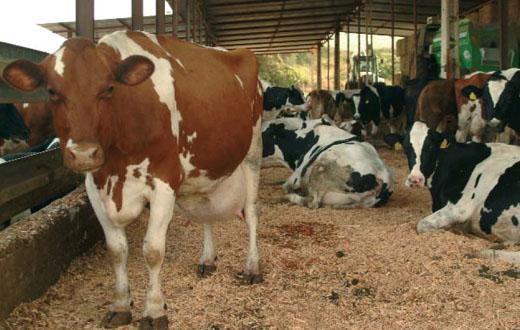 Ganaderos: "Compras de Qali Warma están dirigidas a grandes empresas"