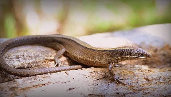 ​Nuevos reptiles en los bosques y páramos de Piura
