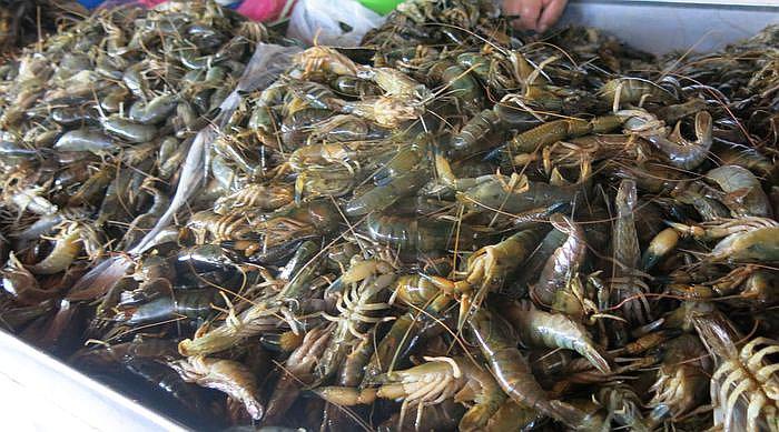 ​El camarón se podrá pescar hasta enero del 2018