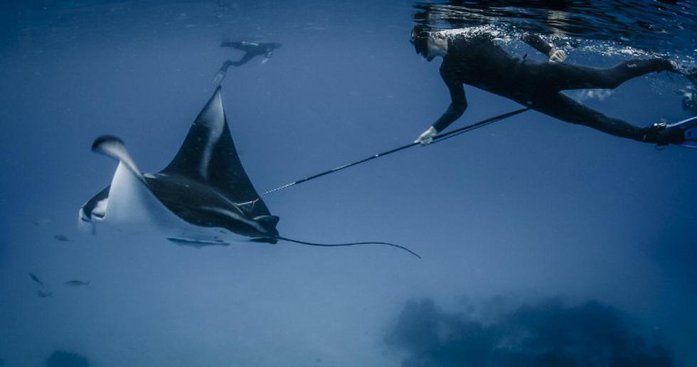 Indonesia: Crean santuario para preservación de mantarrayas (FOTOS)