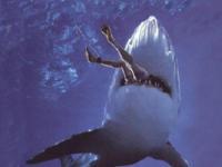 Tiburón tigre ataca a bañista en Australia