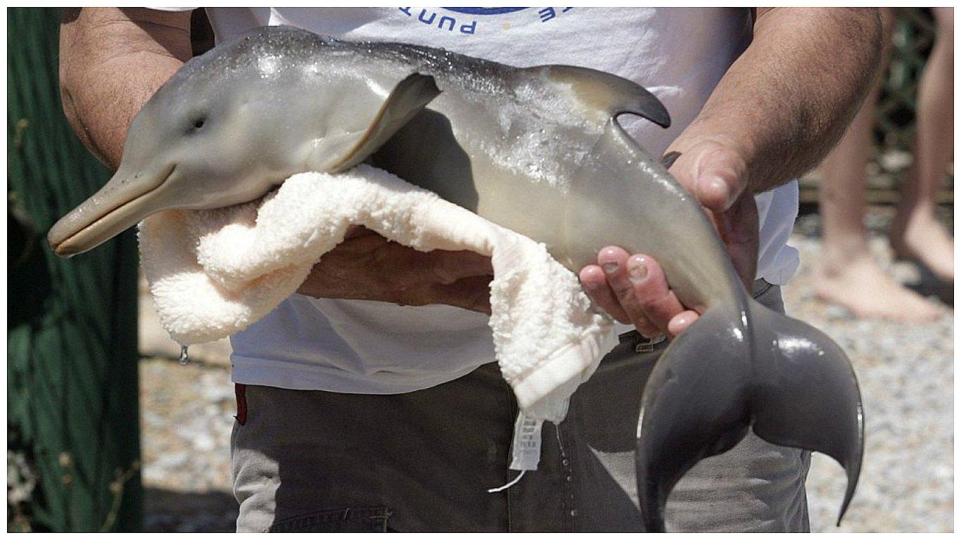 YouTube: bebé delfín muere al ser retirado del mar por turistas para tomarse selfies (VIDEO)