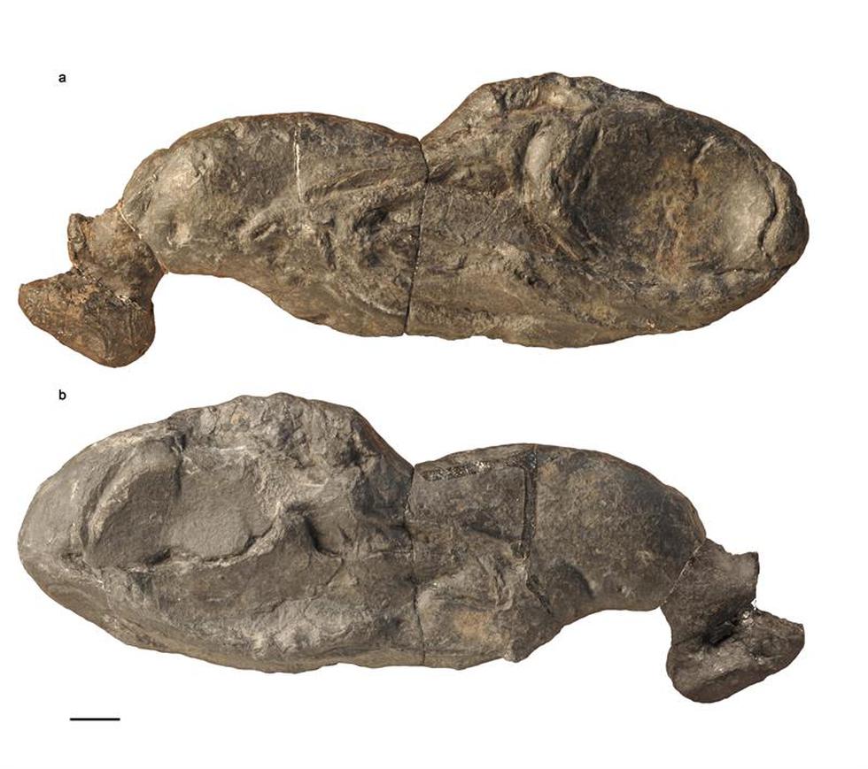 Tiburón del paleozoico arroja luz sobre la evolución de los vertebrados