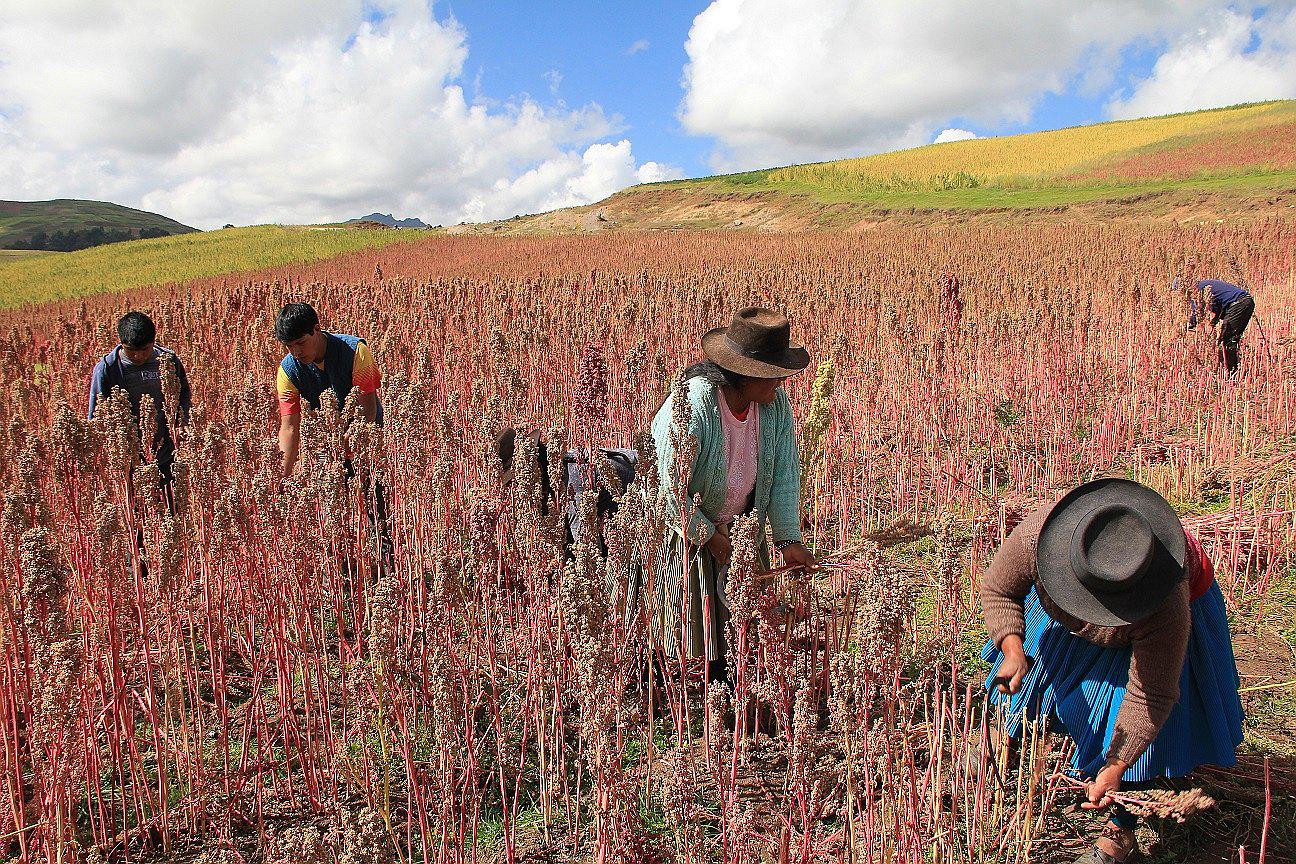 Canadá interesada por productos orgánicos naturales