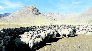 Una decena de delincuentes atan a pareja y les roban 120 ovejas en Huancayo