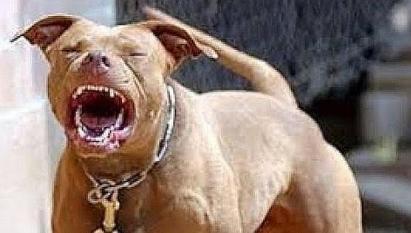Chanchamayo: Cuatro perros pitbull atacan a ciudadano y lo dejan grave (VIDEO)