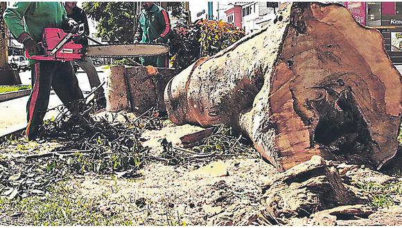 Falsos obreros municipales talan árboles para vender la leña a locales comerciales 