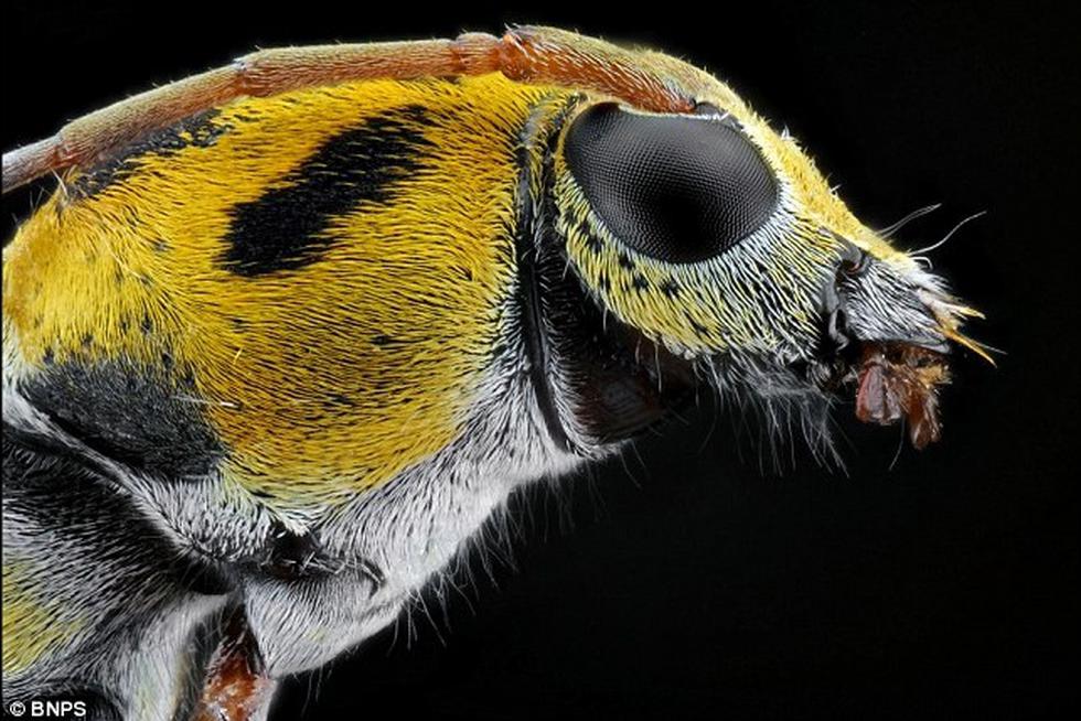 Cara a cara con los insectos más espeluznantes