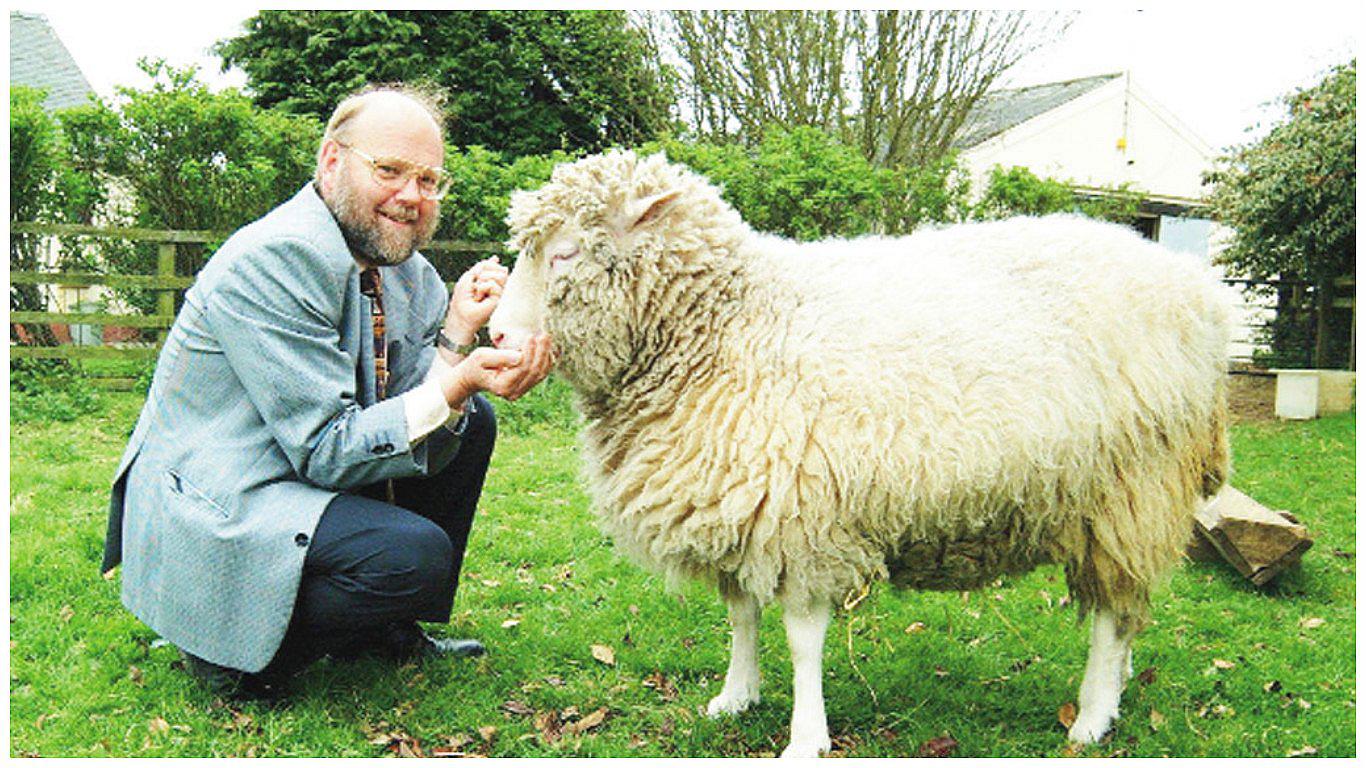 Oveja Dolly: 20 años desde que fue el primer animal de sangre caliente clonado