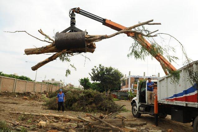 Trujillo: Denuncian tala de árboles para ejecución de obras ediles 