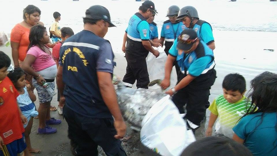 Piura: Hallan tortuga de gran tamaño muerta en playa El Toril de Paita