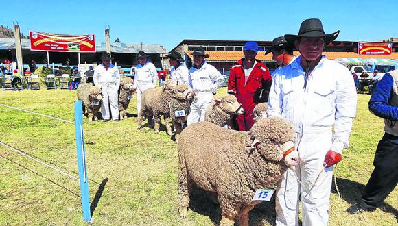 Hermosos ejemplares de ovinos en Expo Feria en Concepción 