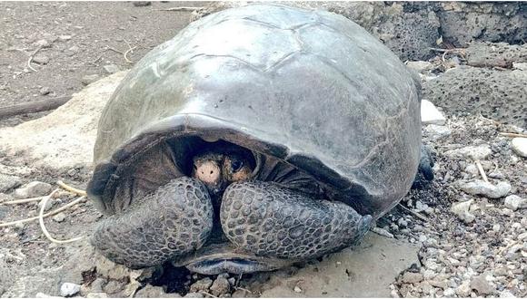 Encuentran tortuga gigante que se creí extinta desde hace un siglo (FOTOS)