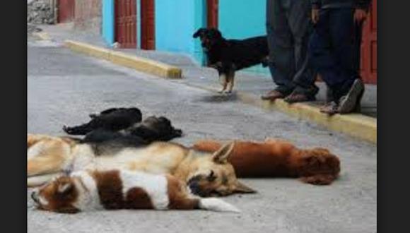 Chorrillos: Delincuentes envenenan y matan a 8 perros (VIDEO)