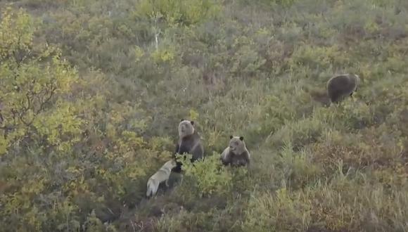 Perrito juega sin temor alguno con familia de osos (VIDEO)