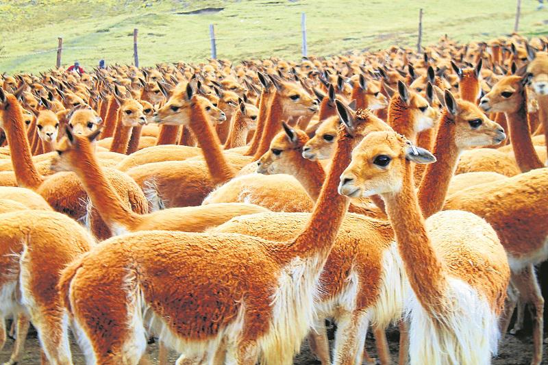 Huancavelica: Carencia de pastos y agua afecta a vicuñas