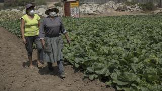 Asociación de Gremios Productores Agrarios del Perú afirma que nueva ley agraria pone en riesgo 200 mil puestos de trabajo
