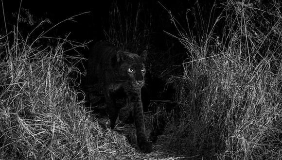 Logran fotografiar al mítico leopardo negro por primera vez en un siglo (FOTOS)