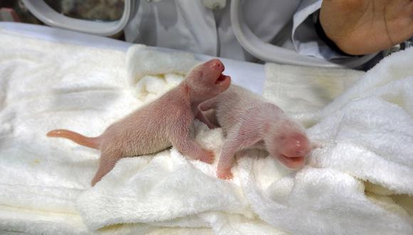Japón: Nacen gemelos de panda gigante en un zoológico (FOTOS)