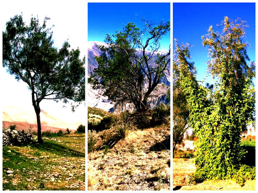 TACNA: Estas especies en peligro son depredadas y comercializadas como leña y carbón