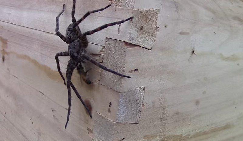 YouTube: ¿La unión hace la fuerza? Mira lo que sucede con esta araña al intentar atrapar a una abeja