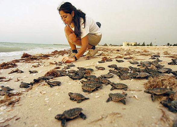 ​El cambio climático amenaza la población de tortugas marinas