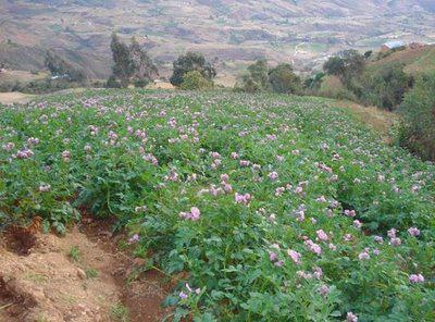 Construyen canal de irrigación para 10 comunidades
