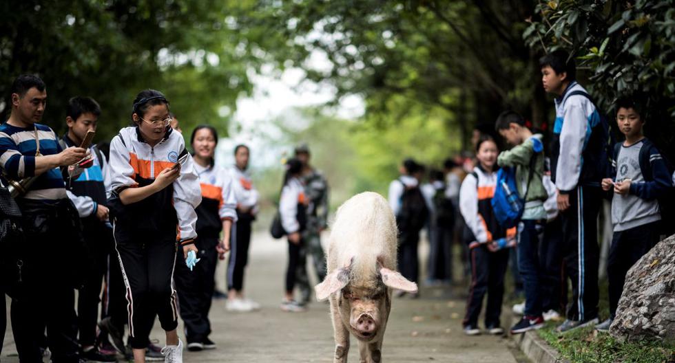 Esta foto de archivo tomada el 25 de abril de 2018 muestra a un cerdo conocido como "Zhu Jianqiang" en un museo en Anren, provincia de Sichuan (China). (Johannes EISELE / AFP).