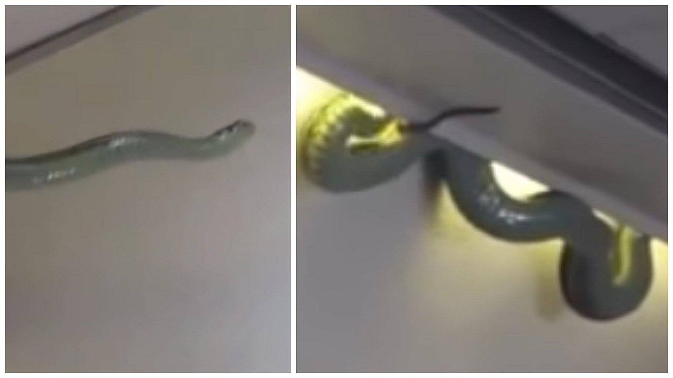 Impactante en YouTube: serpiente venenosa causa terror entre pasajeros de avión (VIDEO)