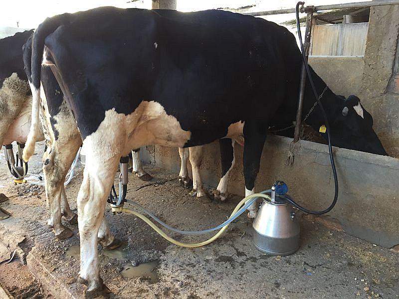 Arequipa pierde 1 millón de dólares en agro y ganadería a causa del paro