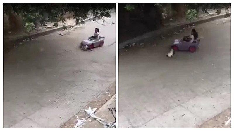 Niña atropella con su carro de juguete a un gato y se vuelve viral (VIDEO)