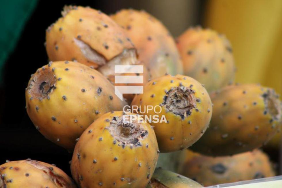 La tuna: De fea apariencia pero de sabor inigualable se luce en festival