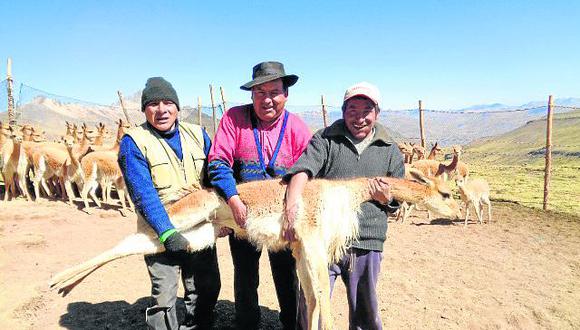 Sarna en vicuñas deja grandes pérdidas económicas