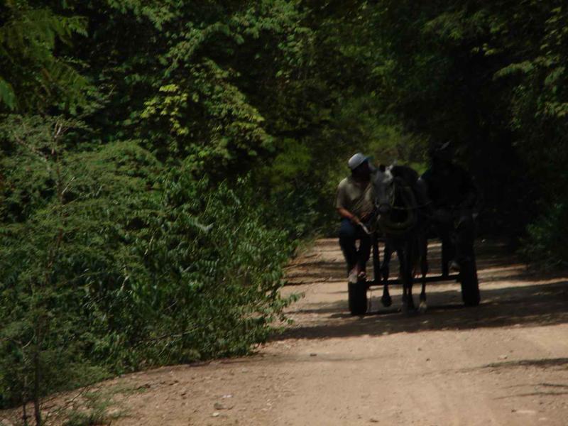 700 hectáreas del Bosque de Pómac serán reforestadas