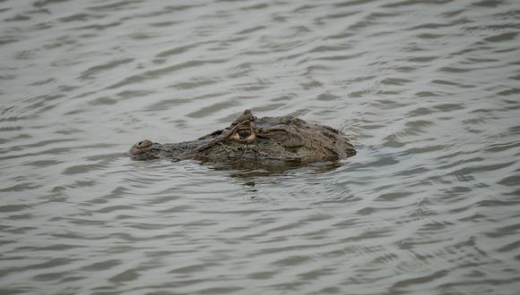 Pastor intentó caminar sobre las aguas en río lleno de cocodrilos y murió trágicamente