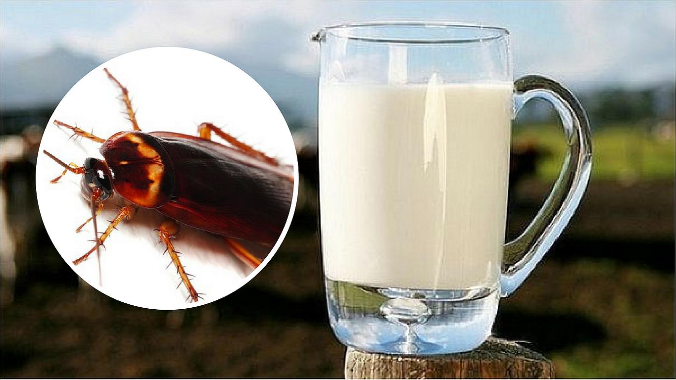 Expertos aseguran que la leche de cucaracha sabe igual que la leche de vaca