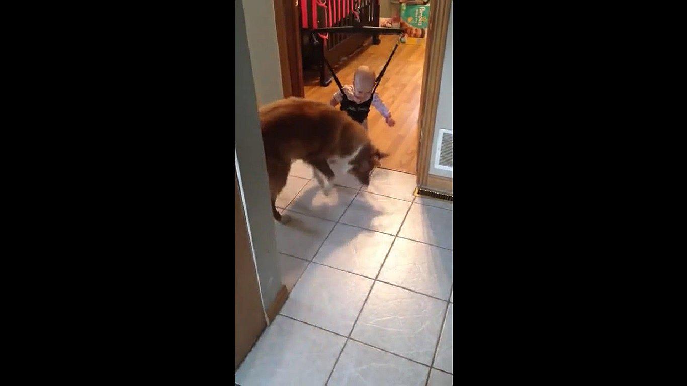 YouTube: Perro enseña a saltar a bebé en tierno video