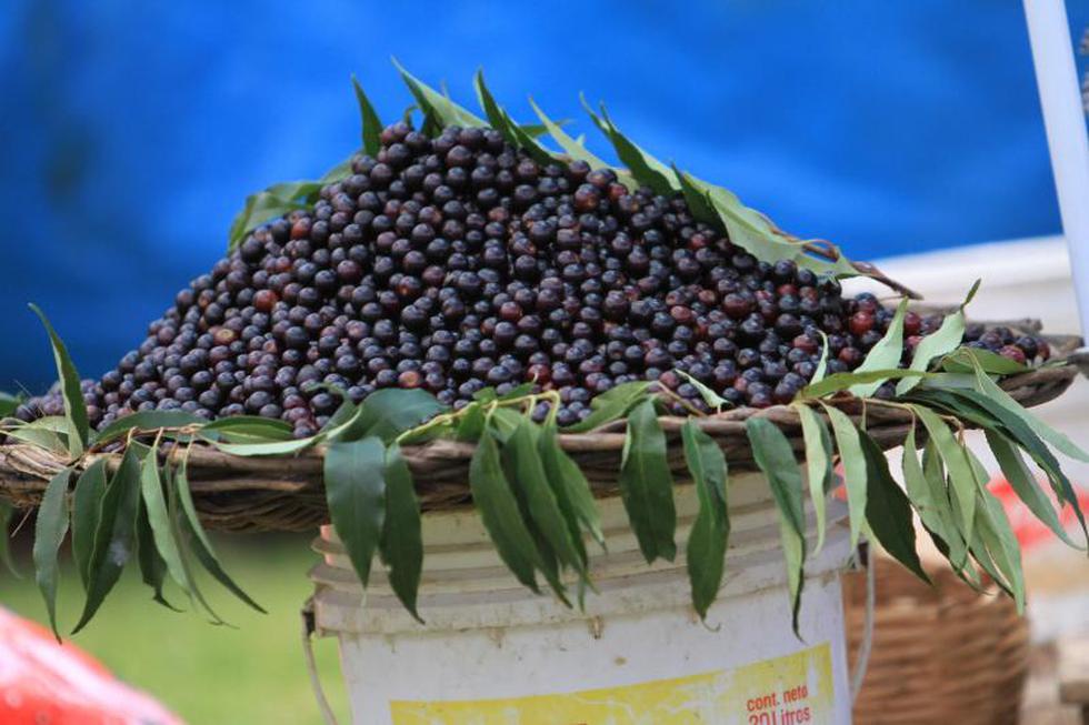 La guinda en su máximo esplendor en festival de Huamancaca Chico 