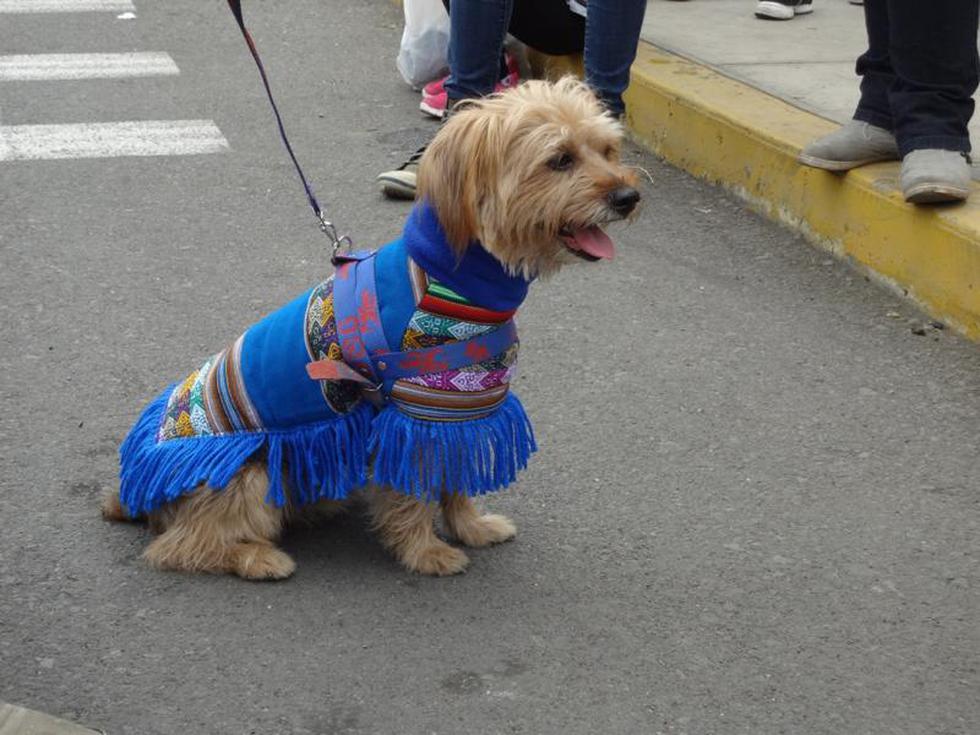 Perroton 2014: Canes lucieron sus mejores disfraces (FOTOS)