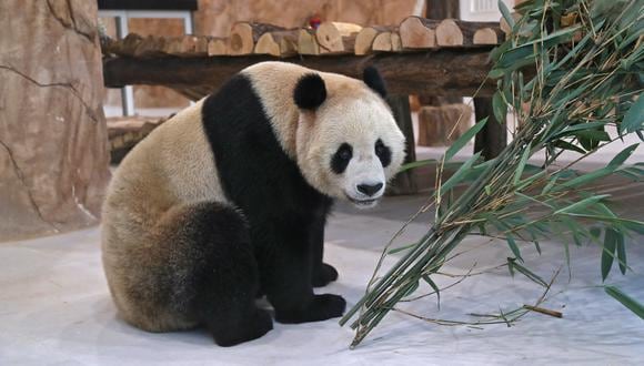 Un panda gigante chino en un recinto en el Panda Park en Al Khor el 19 de octubre de 2022. (Foto: DENOUR / AFP)