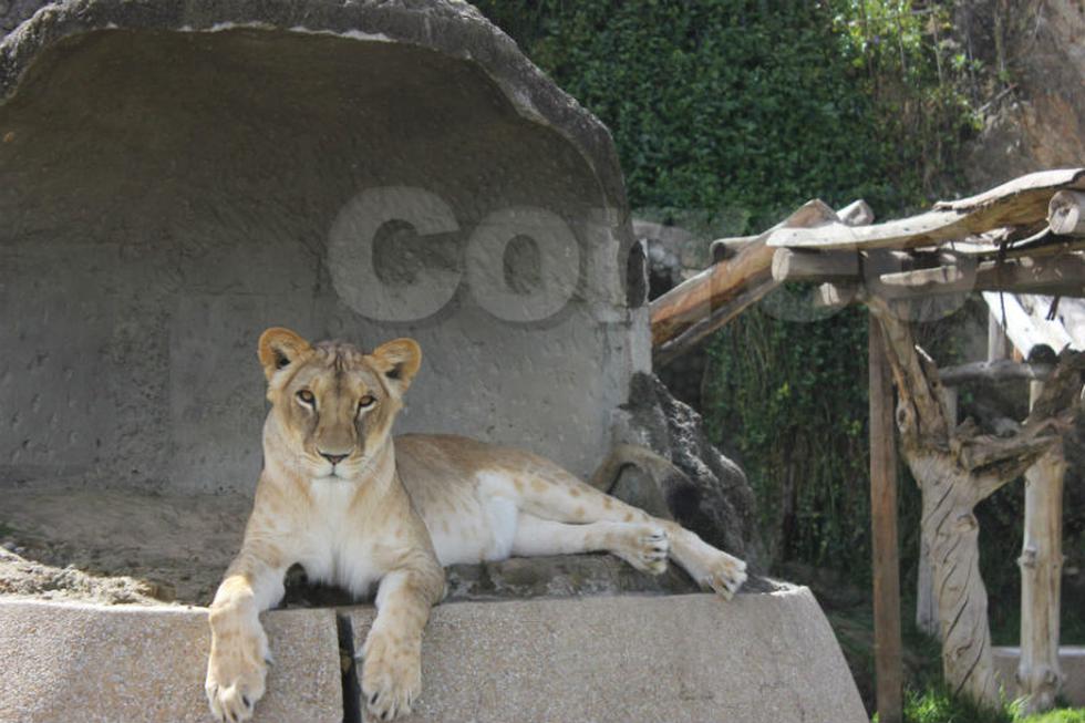 El nuevo parque para los animales en el zoológico de Huancayo (FOTOS)