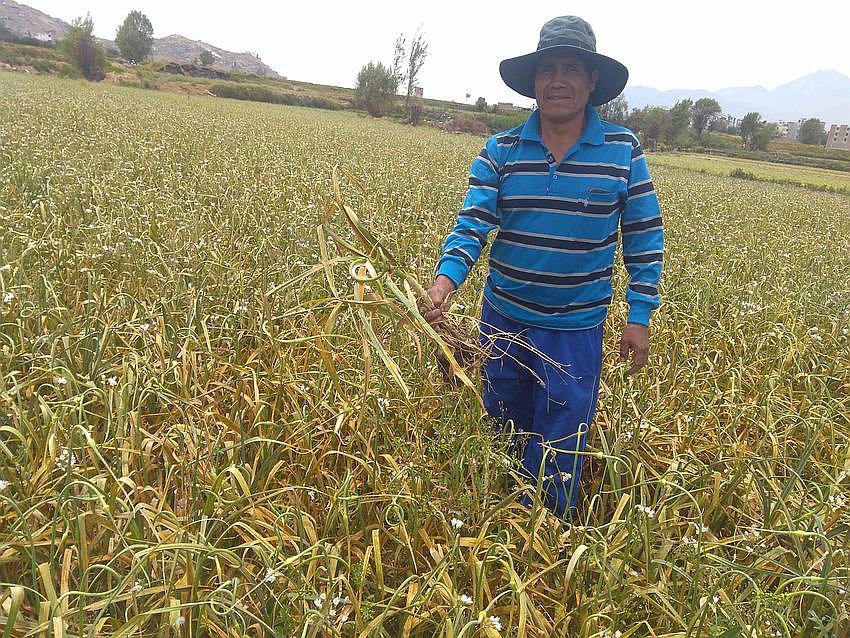 Empresarios de Brasil muestran interés en ajo arequipeño